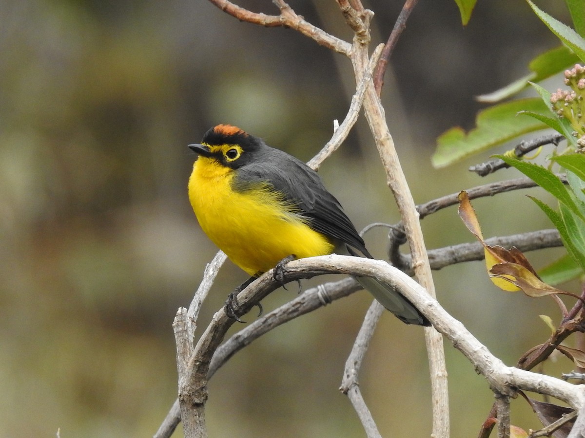 Spectacled Redstart - ML75916241