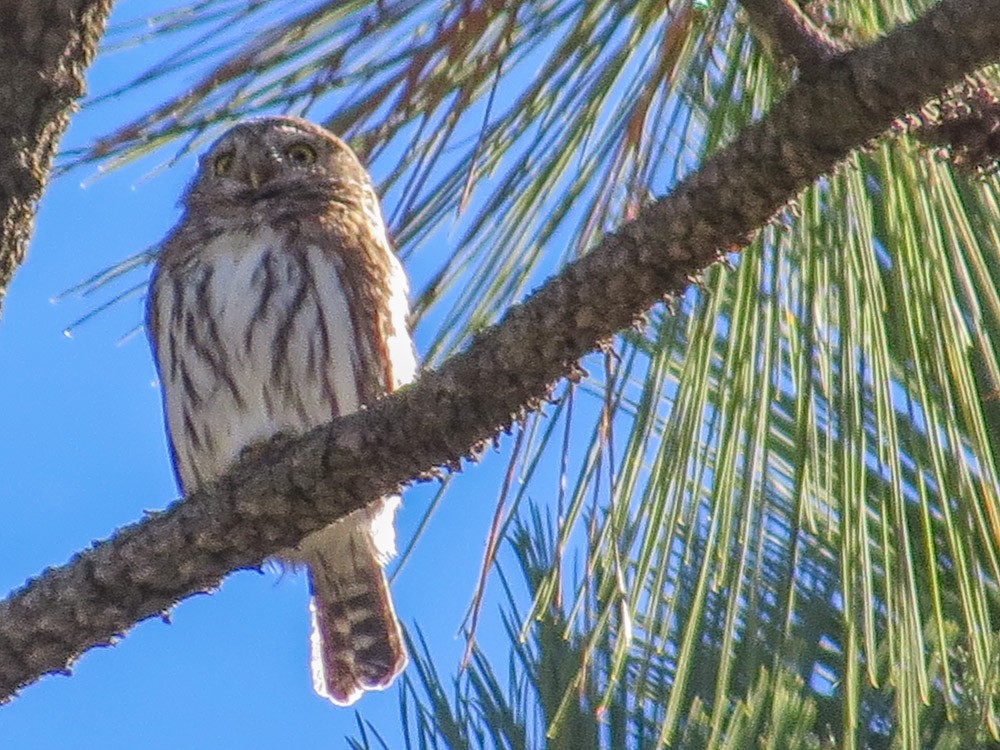 Northern Pygmy-Owl - Teresa Connell