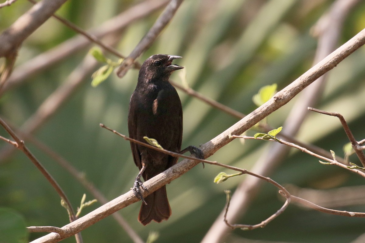 Chopi Blackbird - ML75916411