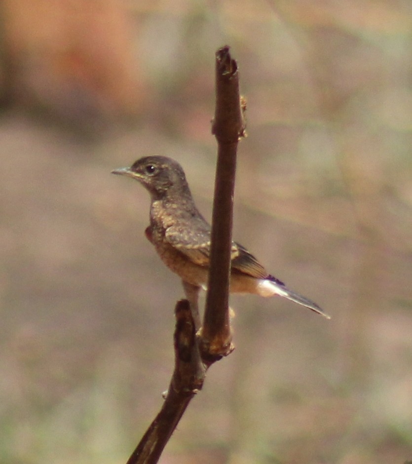 Heuglin's Wheatear - ML75916871