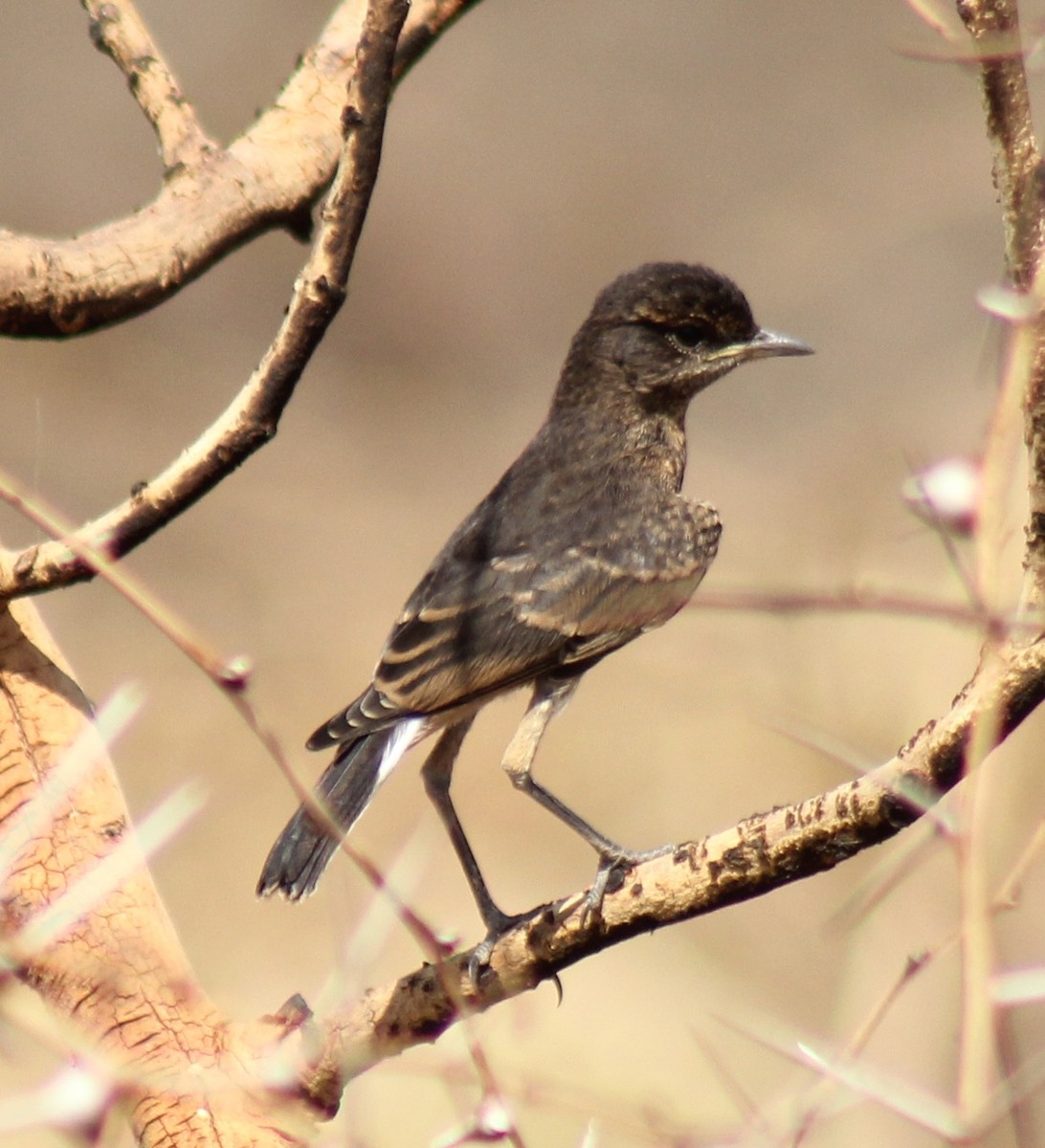 Heuglin's Wheatear - Bassel Abi Jummaa