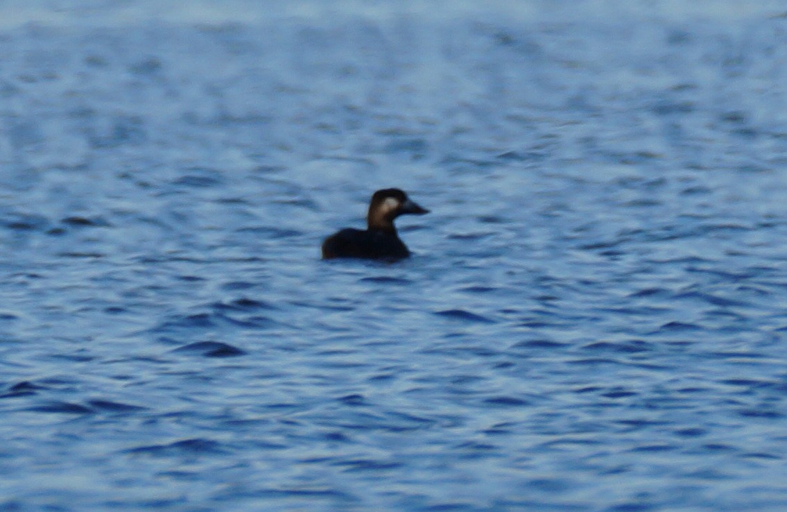 White-winged Scoter - ML75918131