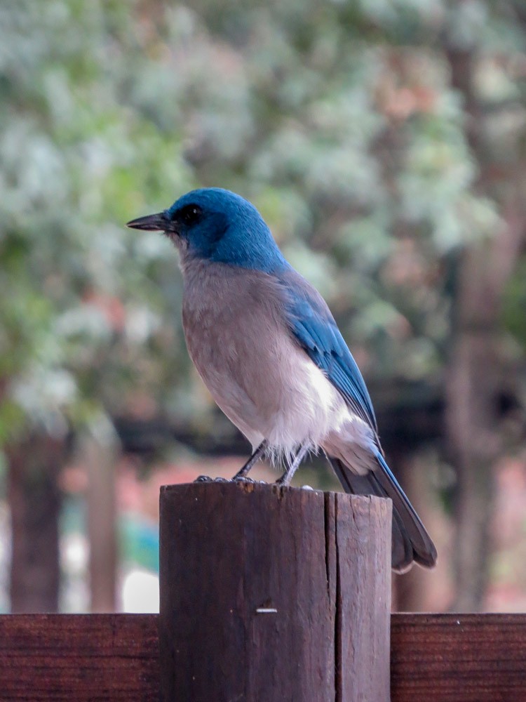 Mexican Jay - ML75918261