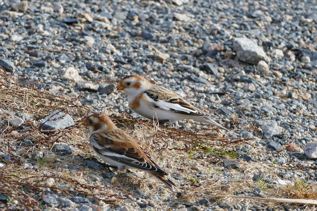 Snow Bunting - ML75918351