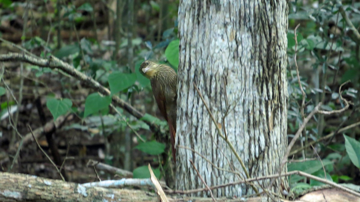 Ivory-billed Woodcreeper - Nic Korte