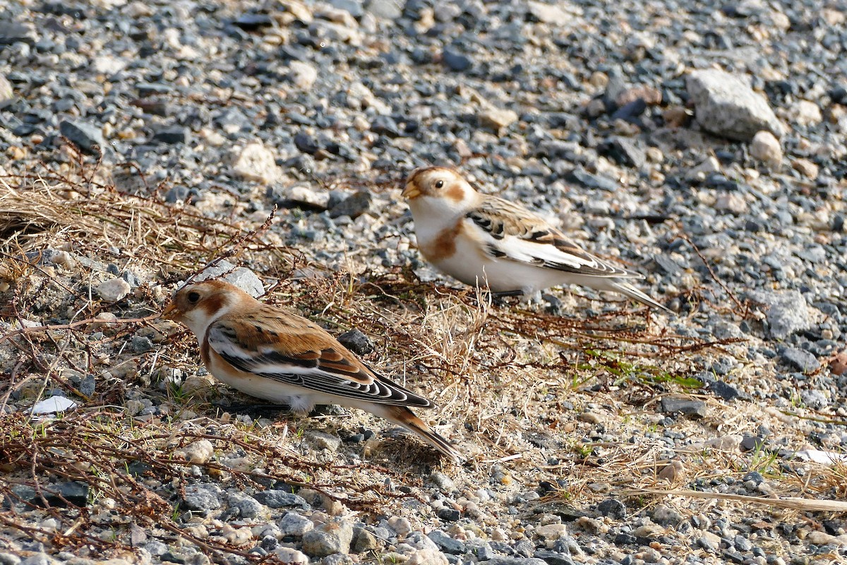 Snow Bunting - ML75918481