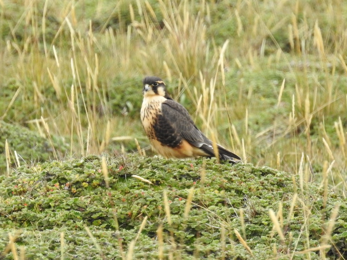 Aplomado Falcon - ML75919081