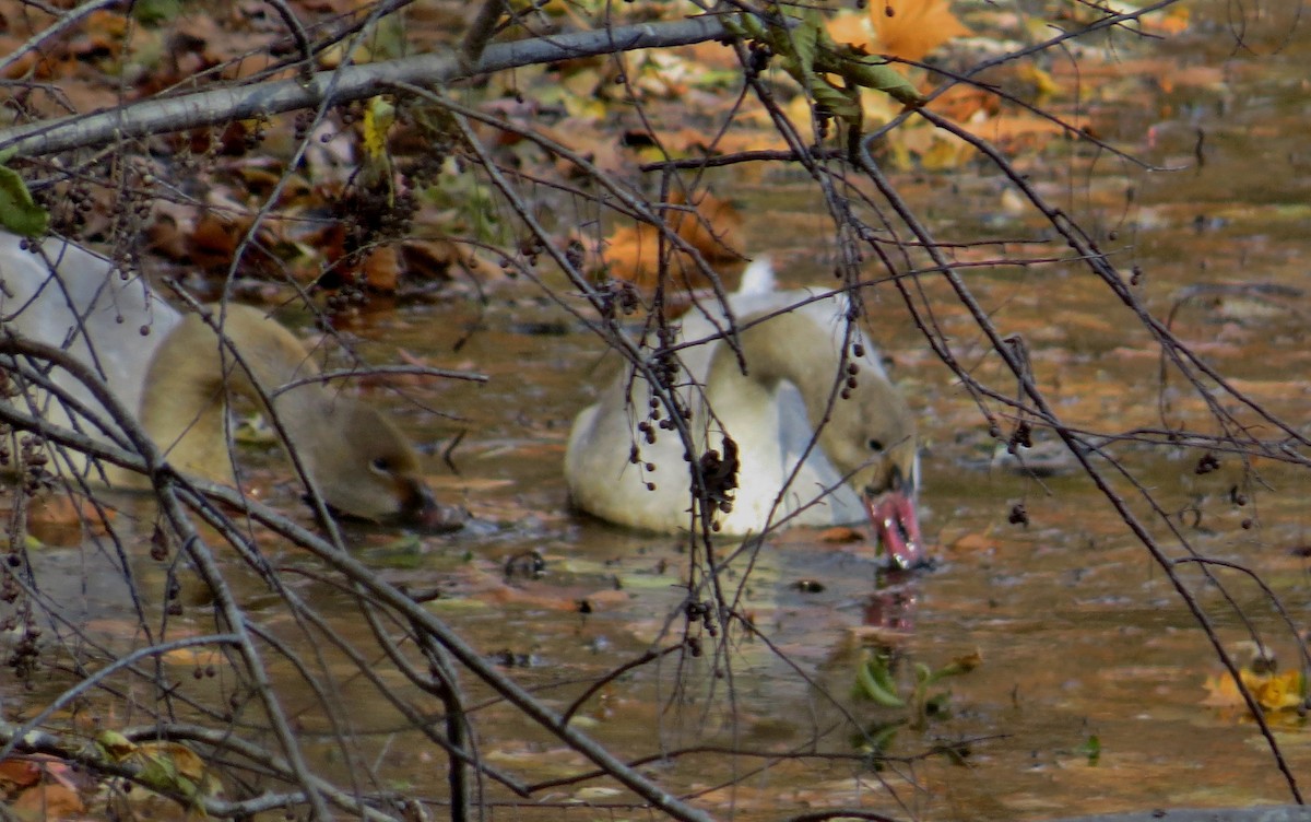 Zwergschwan - ML75919581