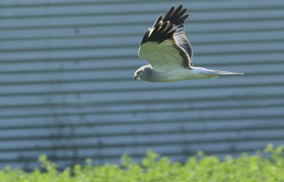 Hen Harrier - ML75922031