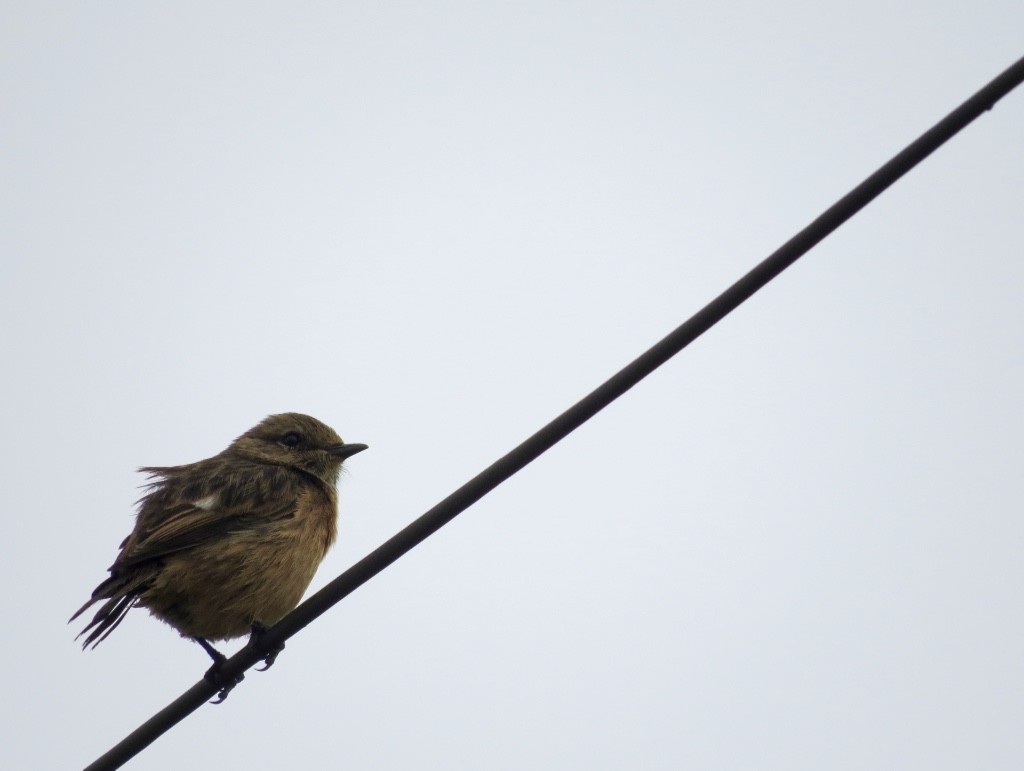 European Stonechat - ML75923371