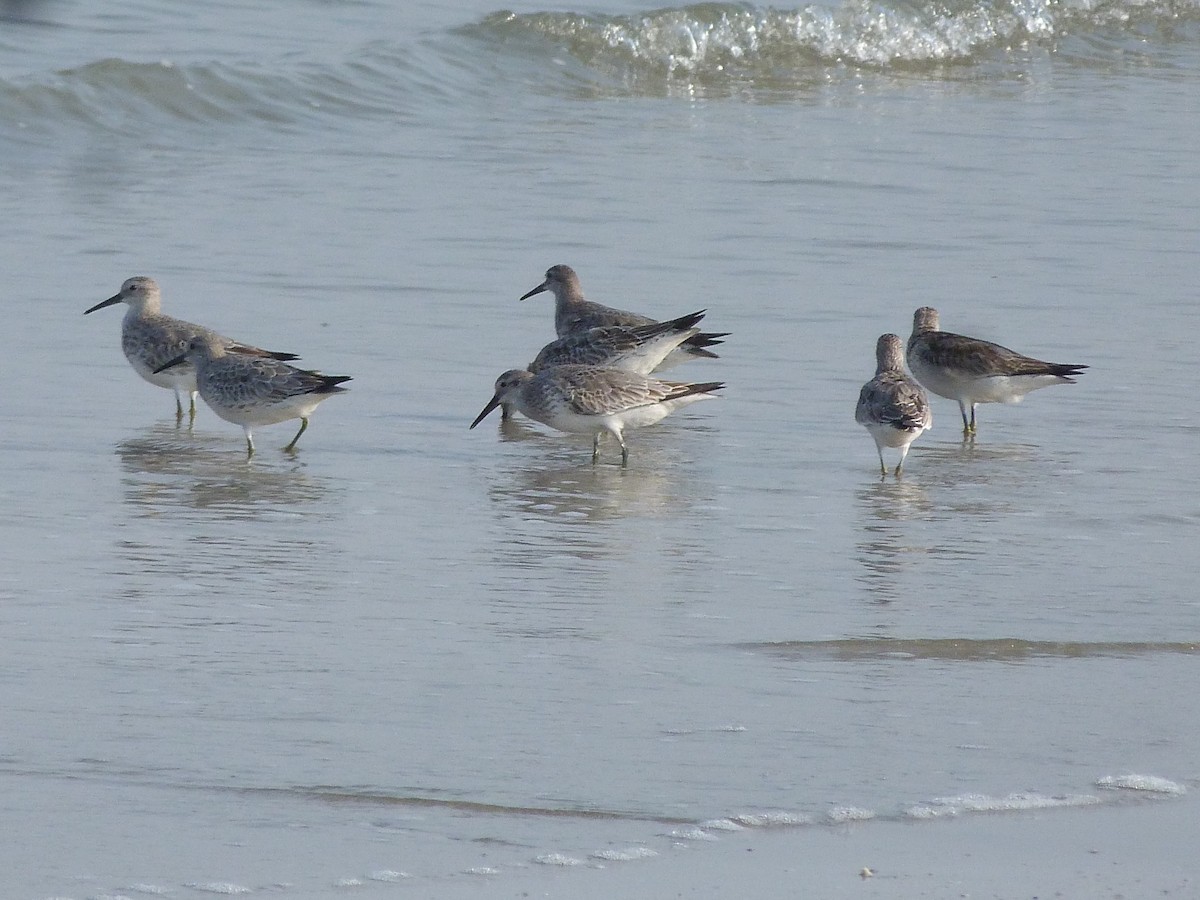 Great Knot - ML75923731