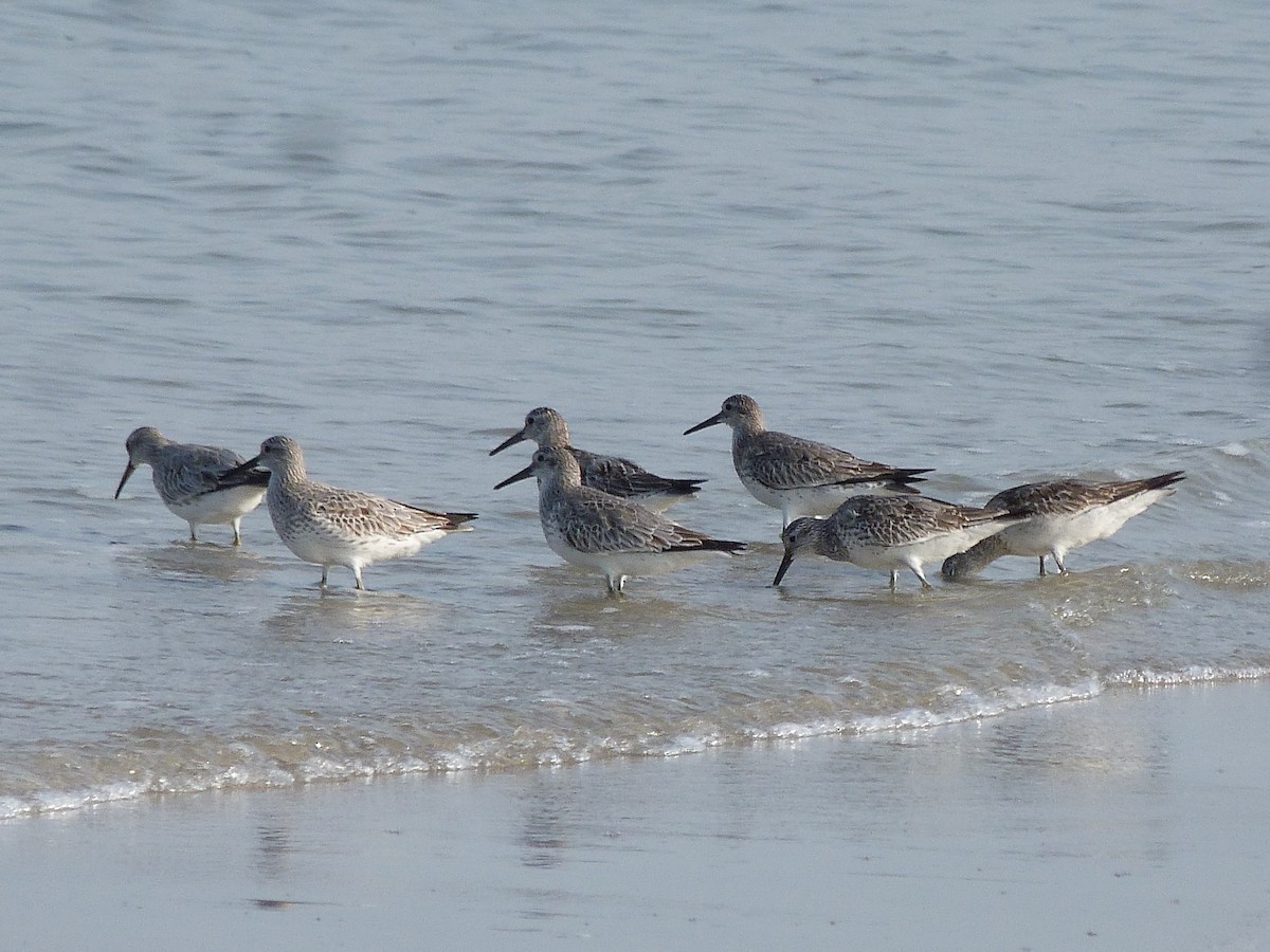 Great Knot - ML75923771
