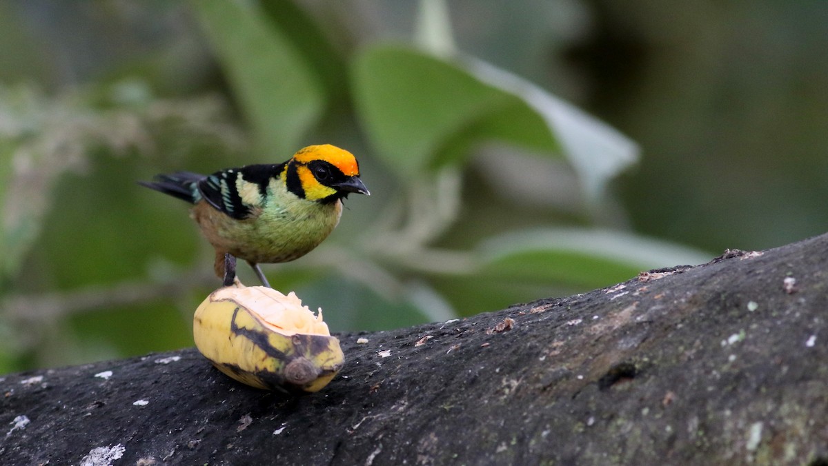 Flame-faced Tanager (Yellow-faced) - ML75924351