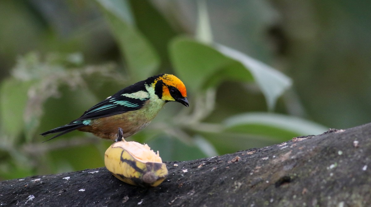 Flame-faced Tanager (Yellow-faced) - ML75924361