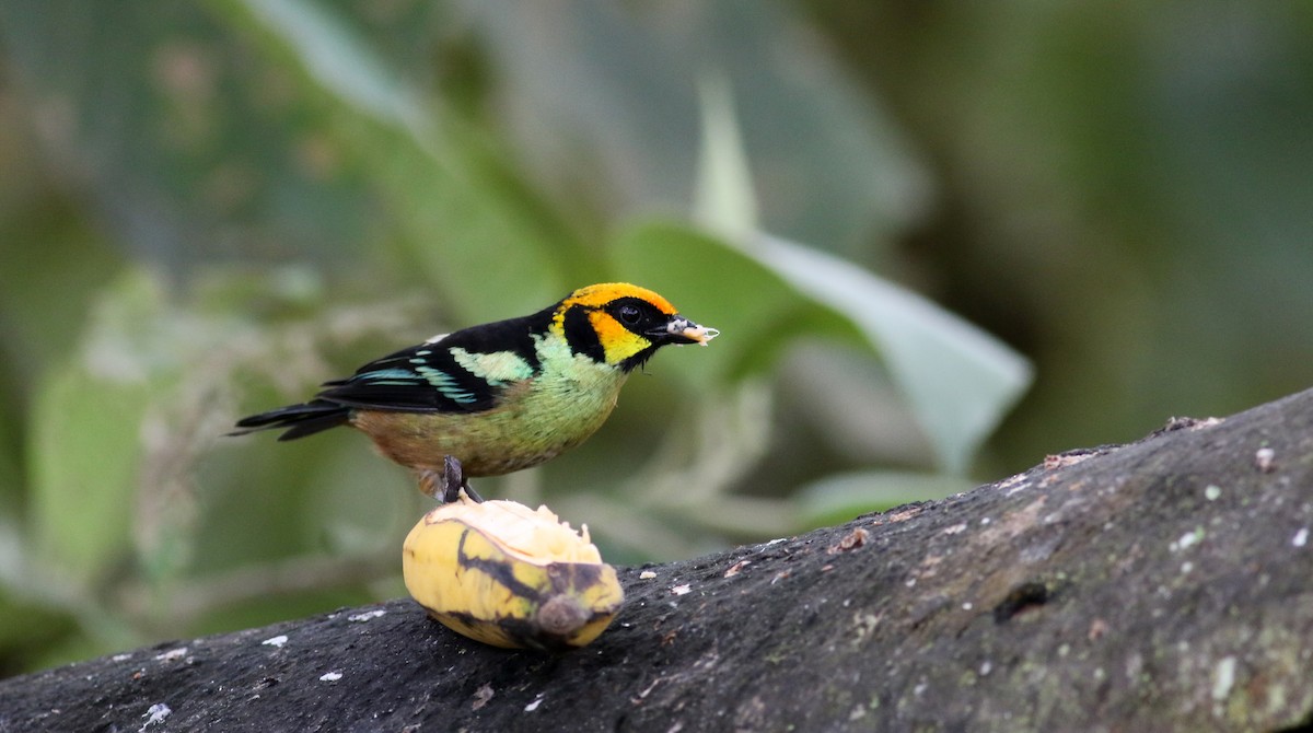 Flame-faced Tanager (Yellow-faced) - ML75924371