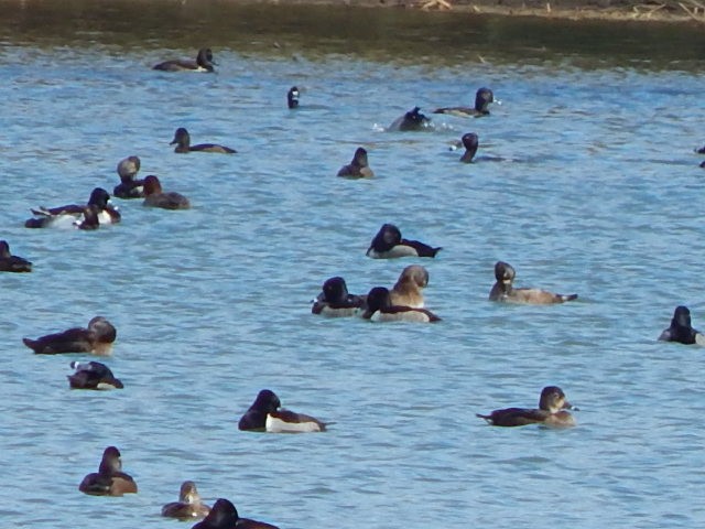 Ring-necked Duck - Jason Fisher