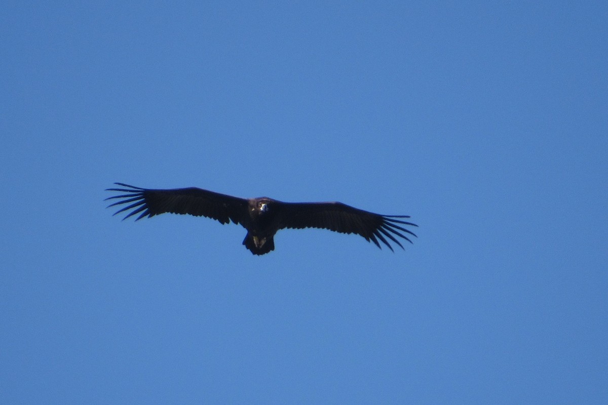 Cinereous Vulture - Paulo Alves