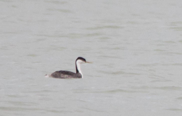 Western Grebe - ML75928811