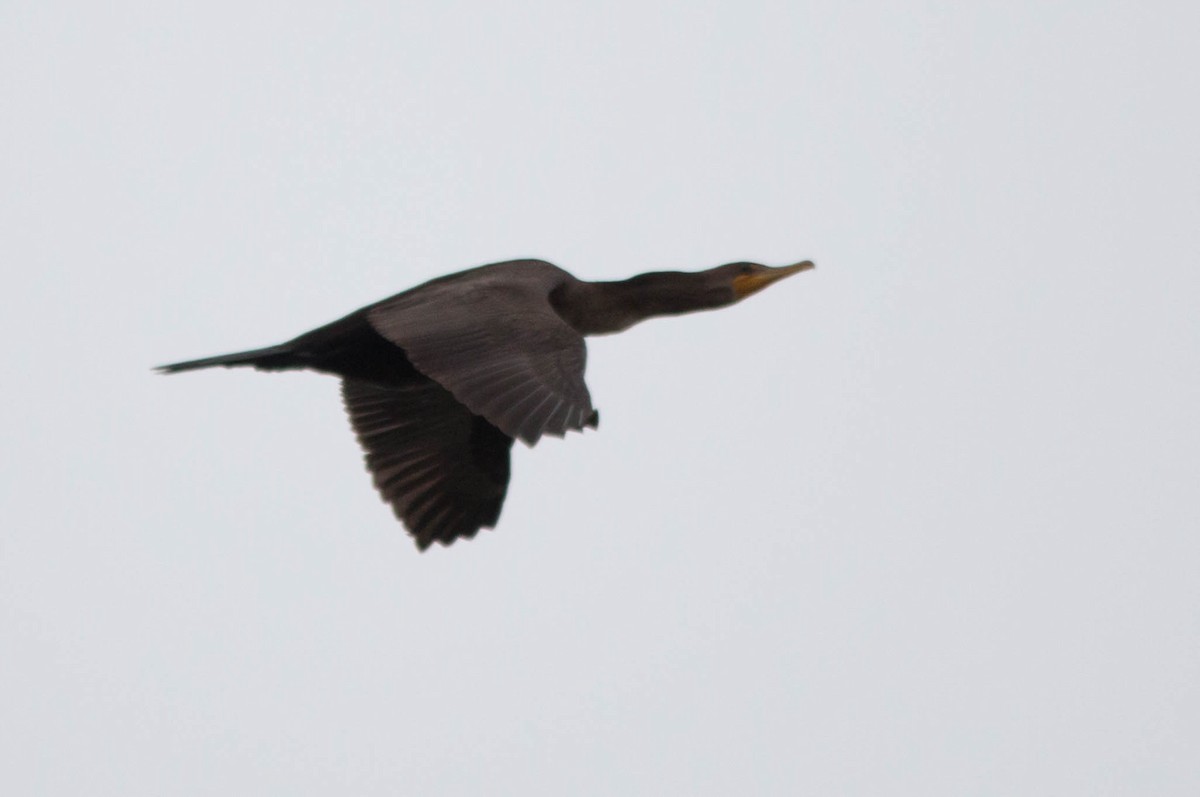 Double-crested Cormorant - ML75929411