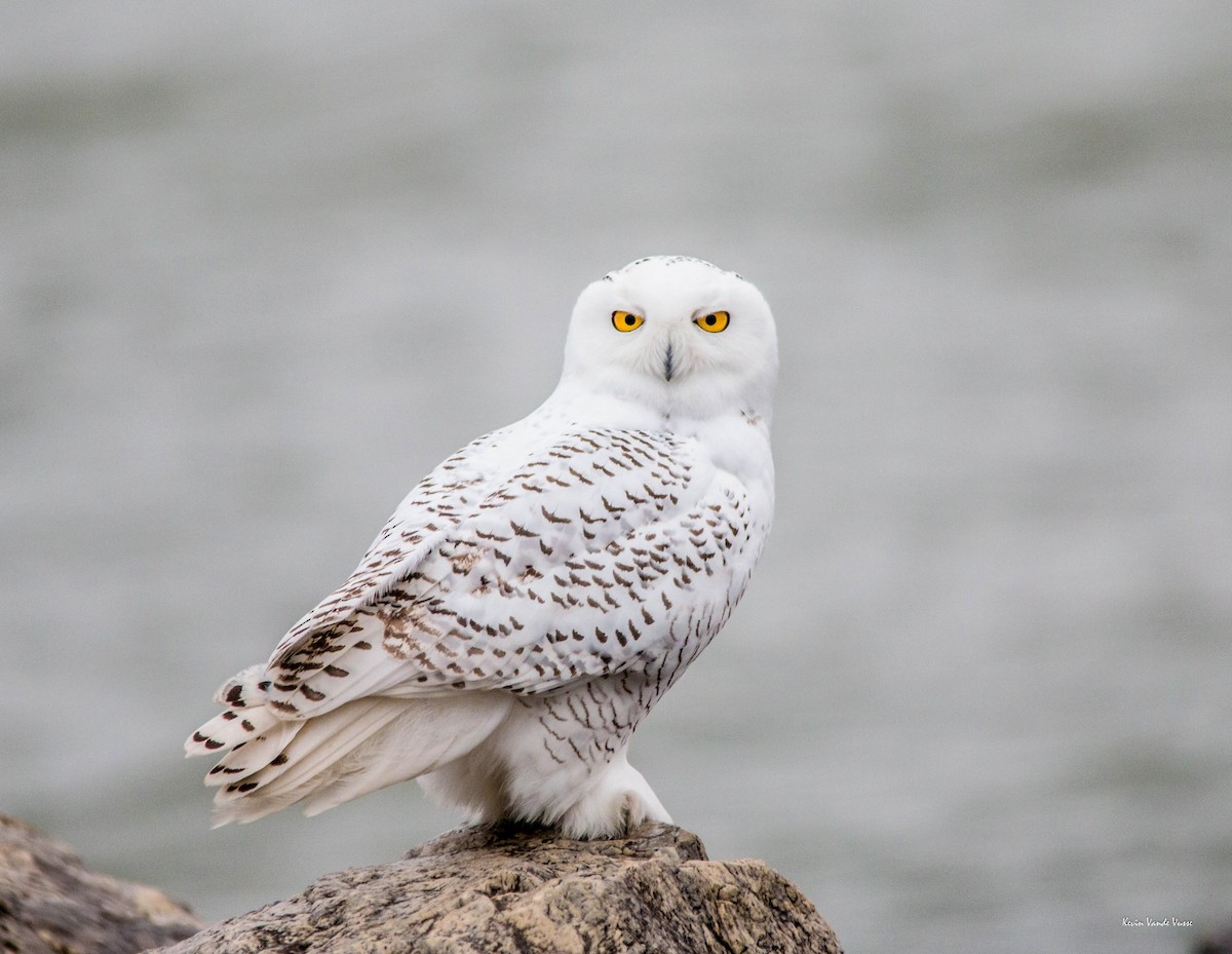 Snowy Owl - Kevin Vande Vusse