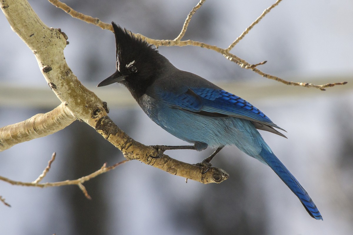 Steller's Jay (Southwest Interior) - Matthew Pendleton