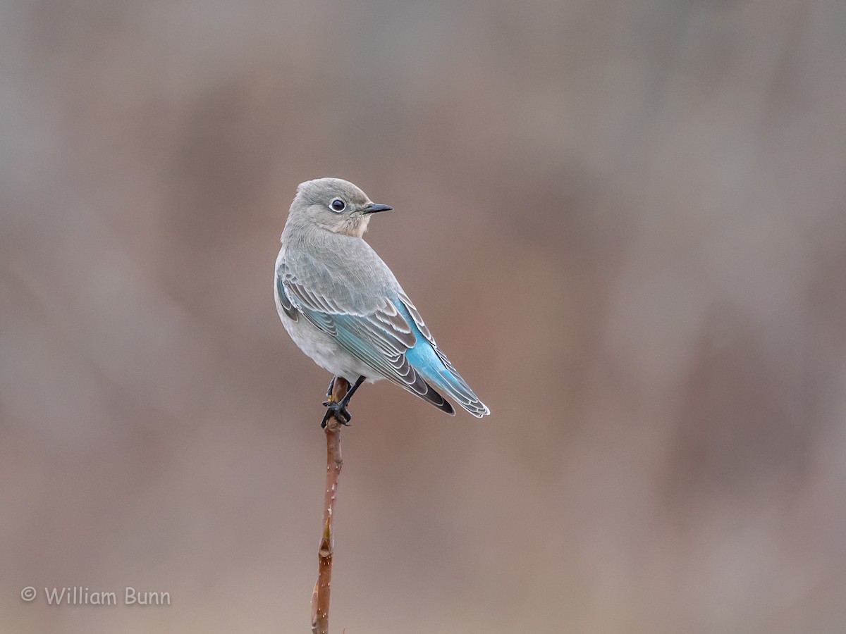 Mountain Bluebird - ML75932001