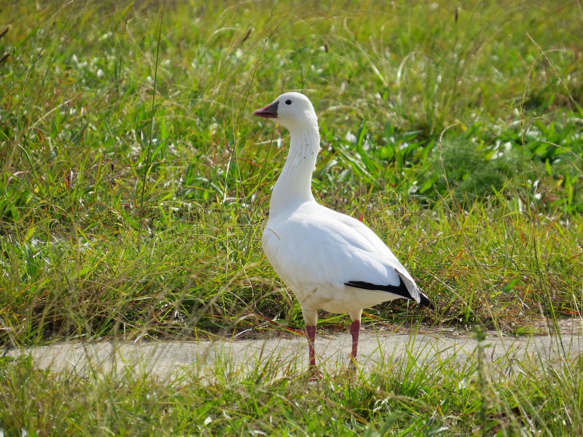 Ross's Goose - ML75933961