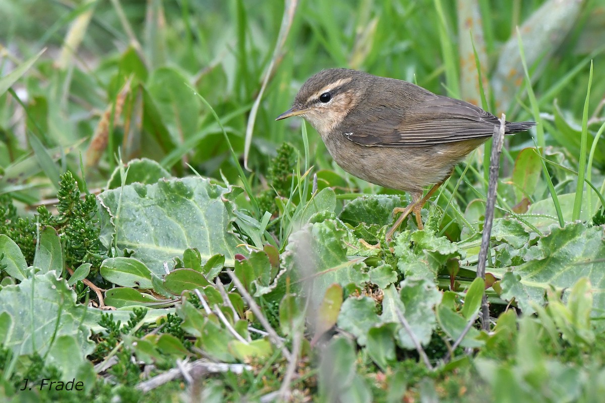 Dusky Warbler - ML75935541