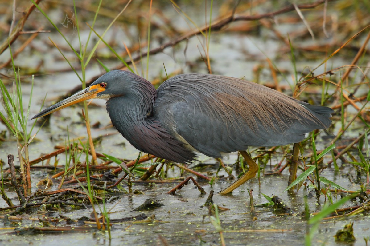 Tricolored Heron - ML75935911