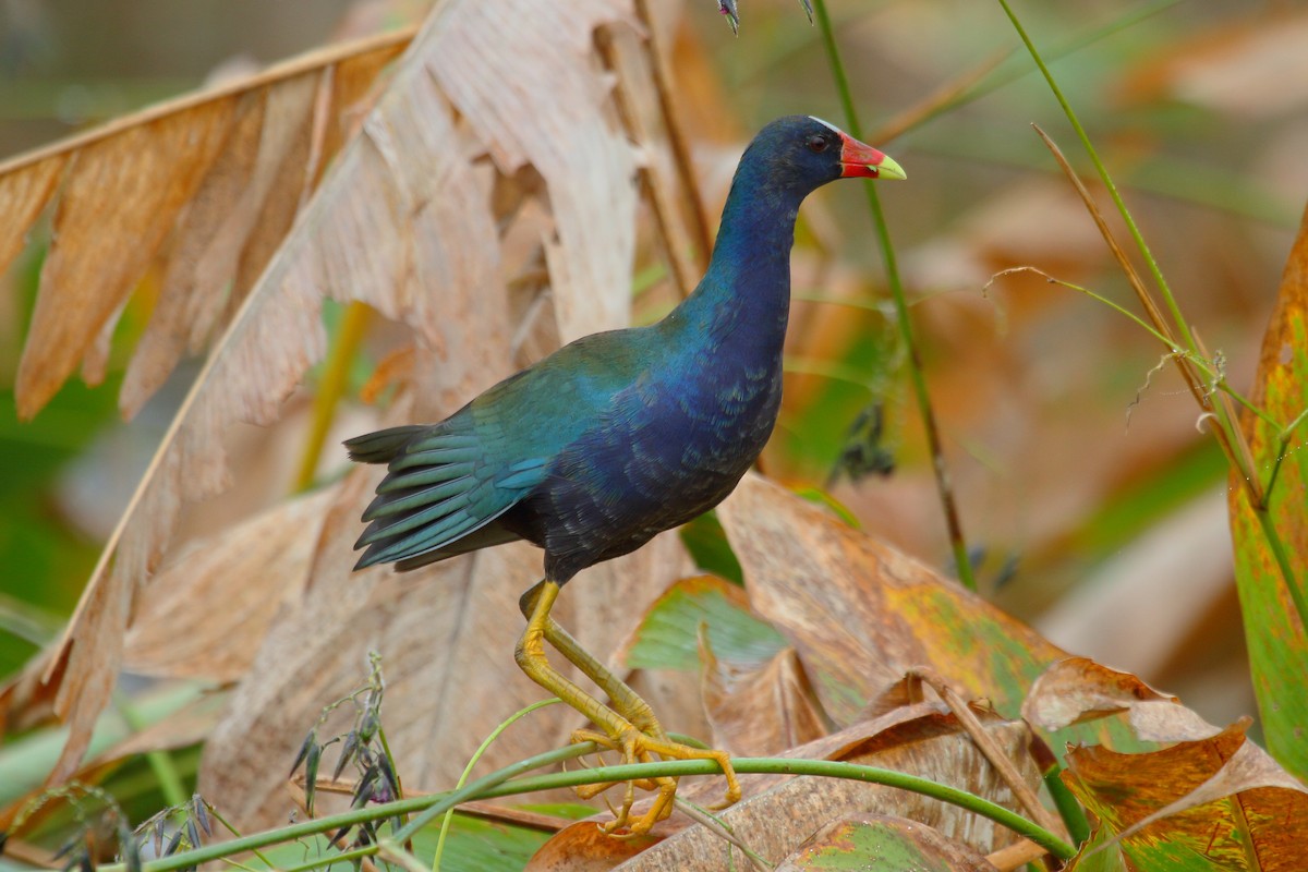 Purple Gallinule - ML75936211