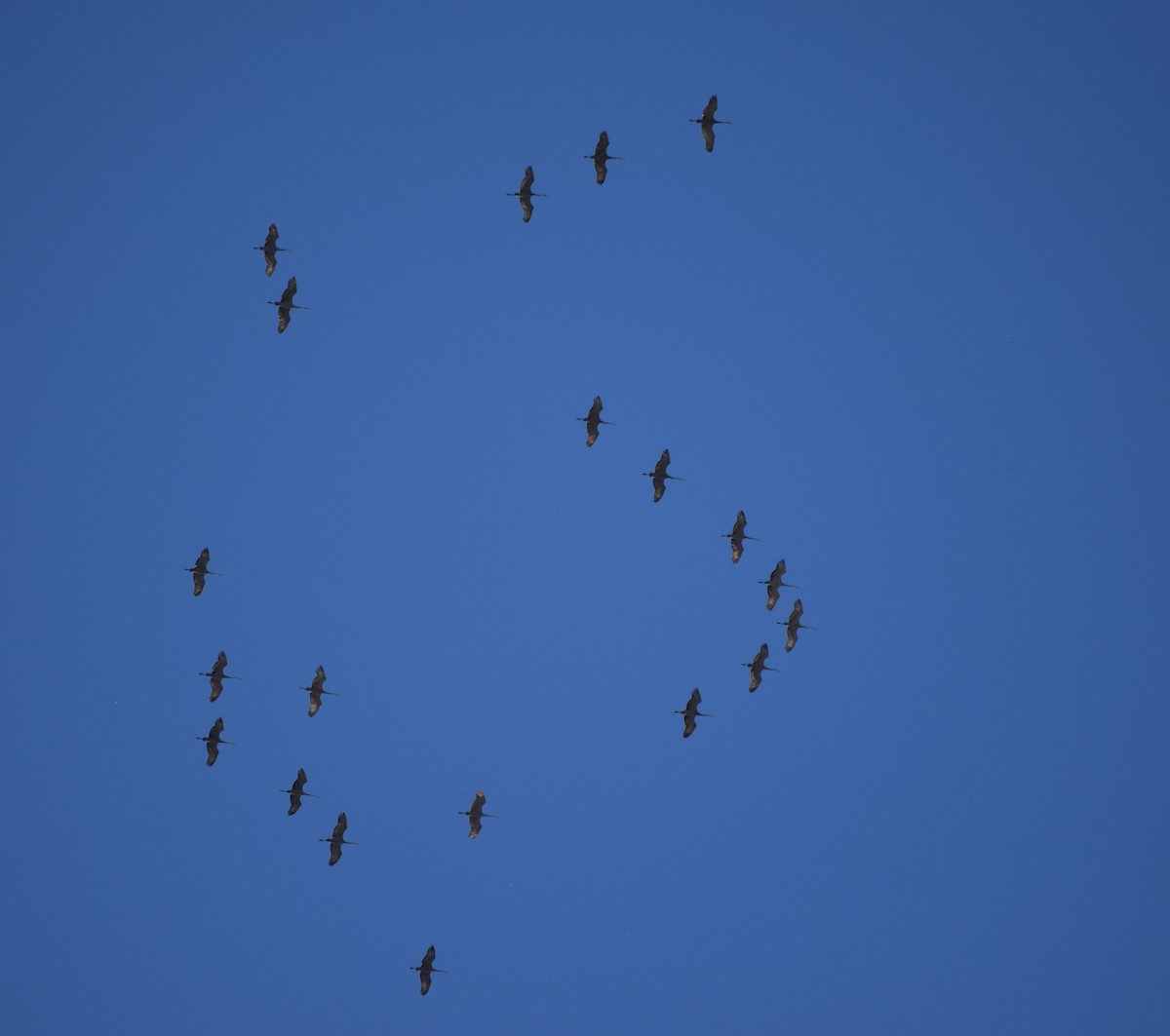 Sandhill Crane - Gregory Bryan