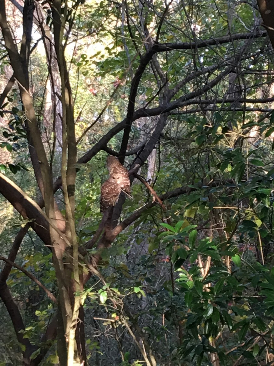 Barred Owl - Judith Griffin