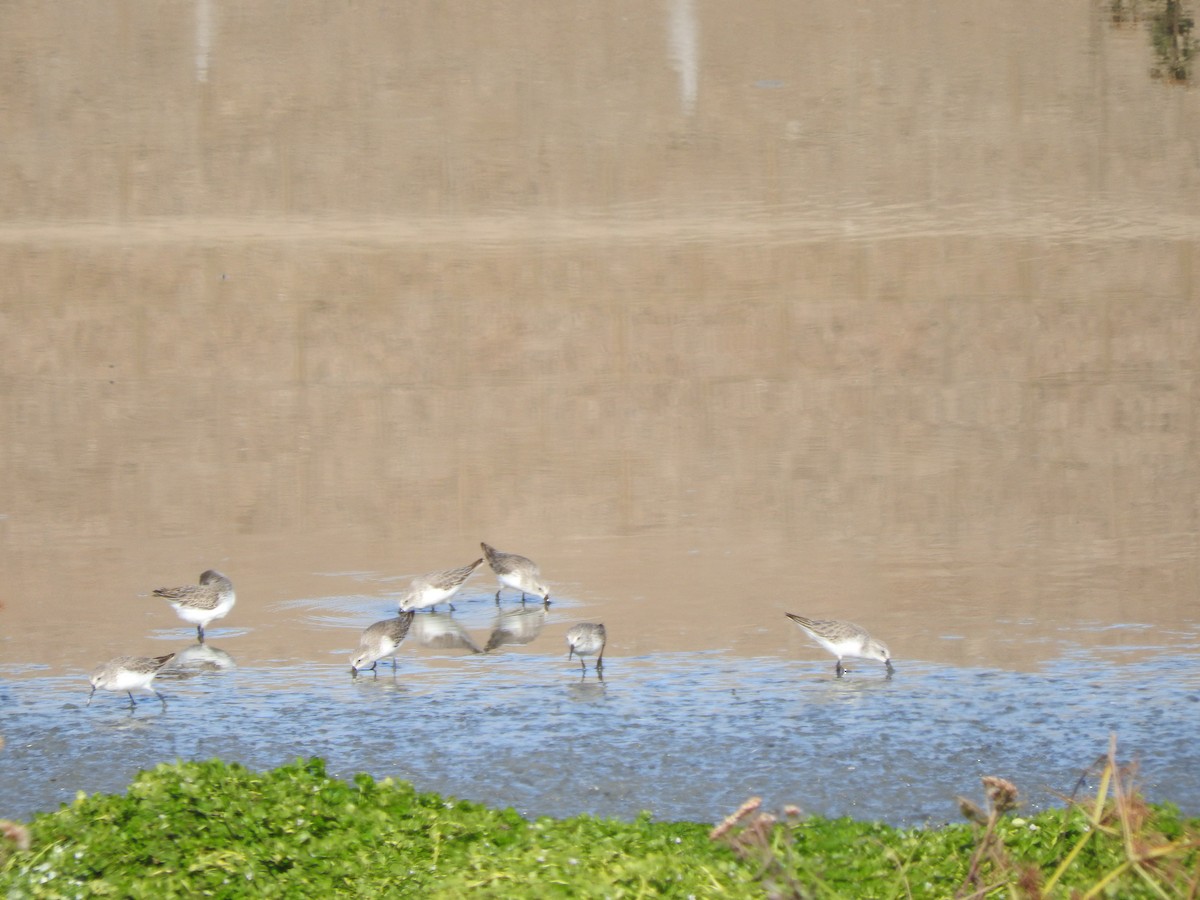 Western Sandpiper - Aidan Coohill