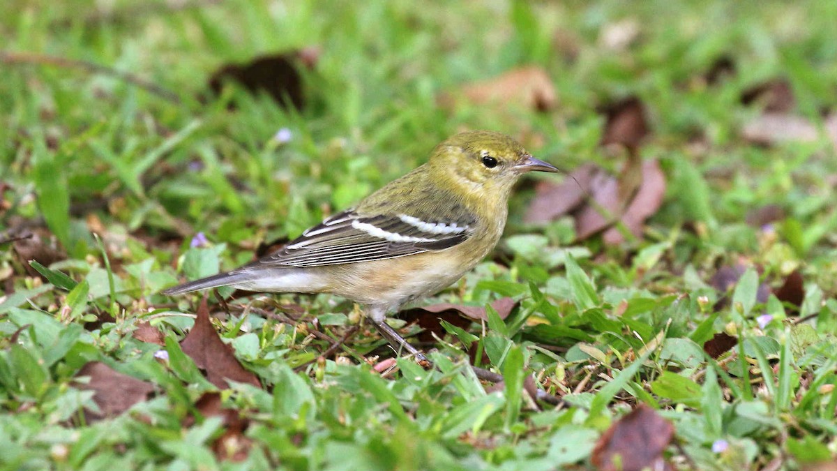 Bay-breasted Warbler - Jose Luis Blázquez