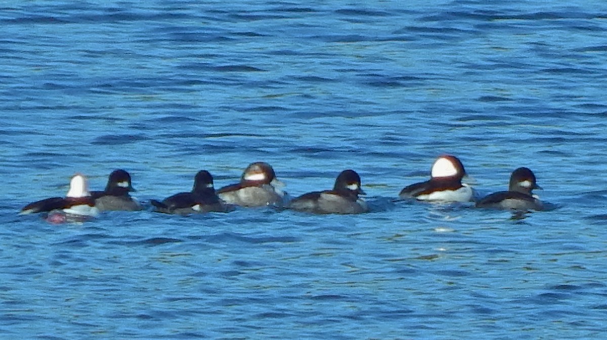 Bufflehead - ML75940561