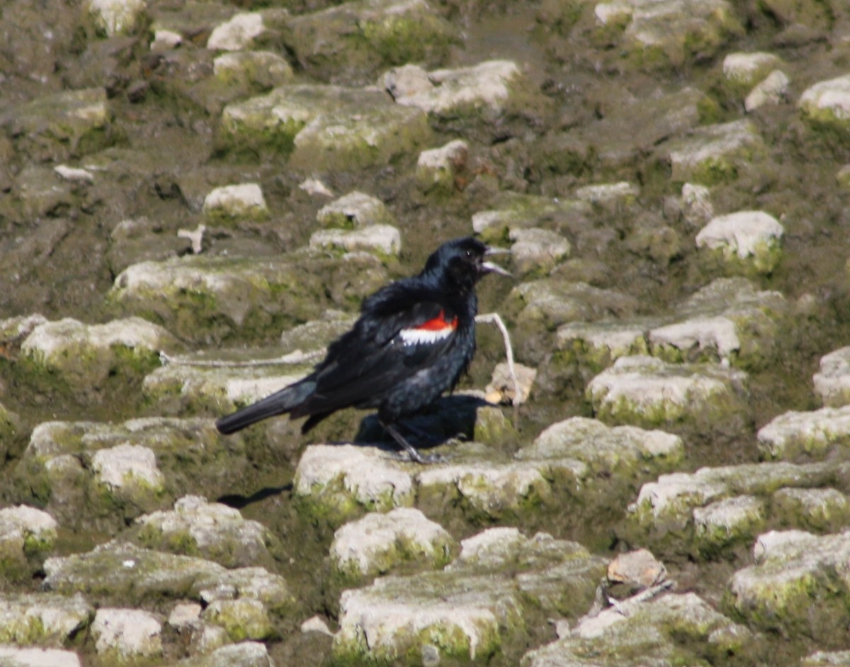 Tricolored Blackbird - Nels Nelson