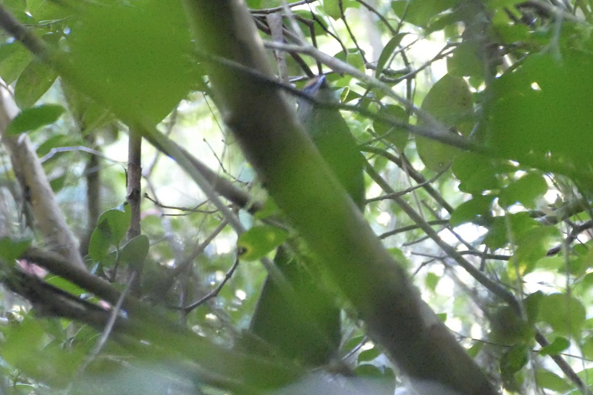 Red-fronted Coua - ML75941621