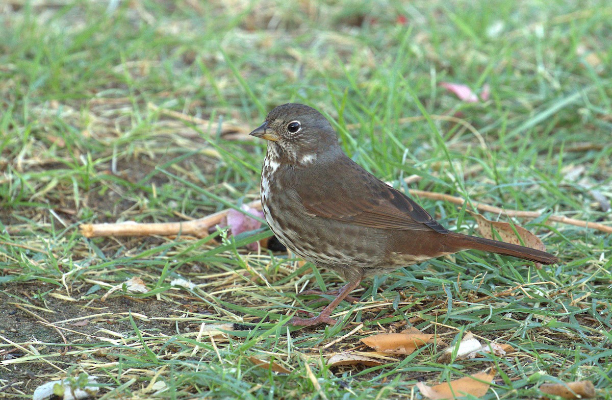 Fox Sparrow (Sooty) - Curtis Marantz