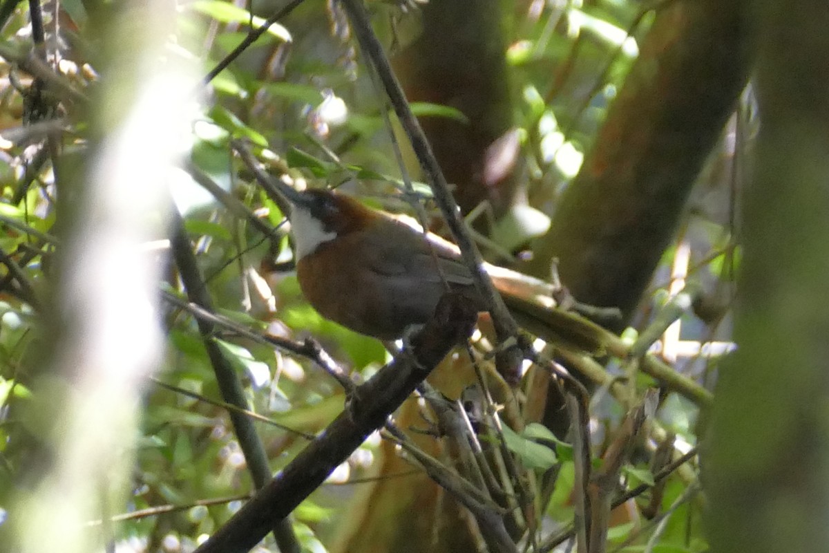 Madagaskar Ak Gerdanlı Ötleğeni - ML75941931