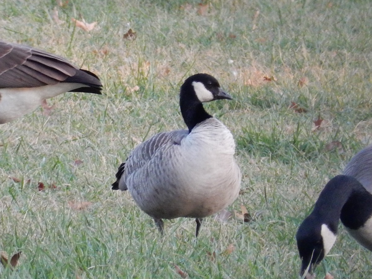 Cackling Goose - Peter Paul