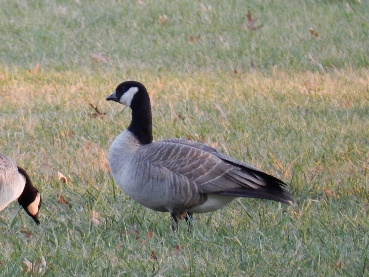 Cackling Goose - ML75943671