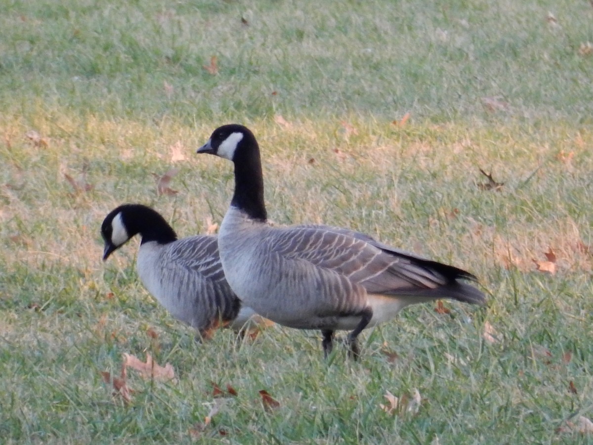 Cackling Goose - ML75943681