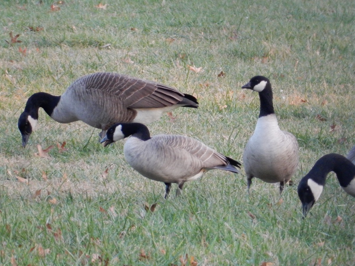 Cackling Goose - Peter Paul