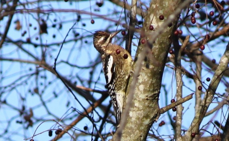 Yellow-bellied Sapsucker - ML75944711