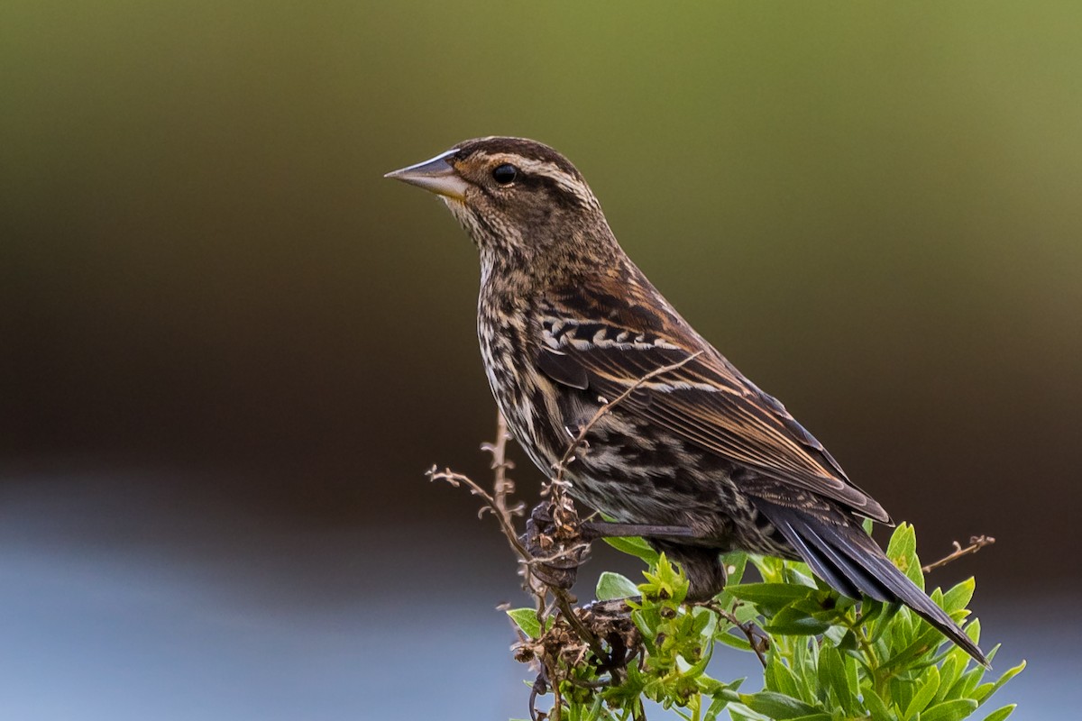 Red-winged Blackbird - Kyle Jones