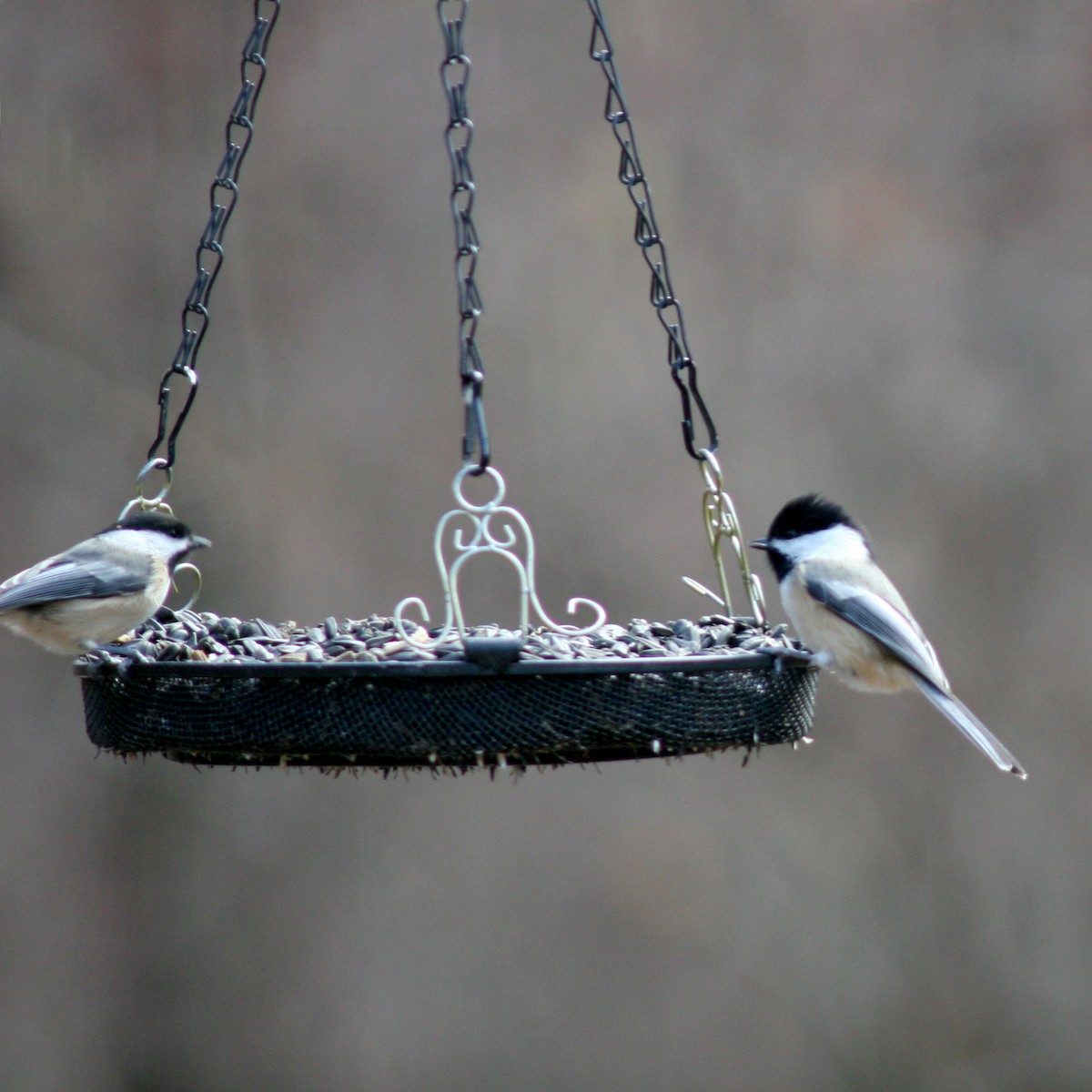 Black-capped Chickadee - ML75948361