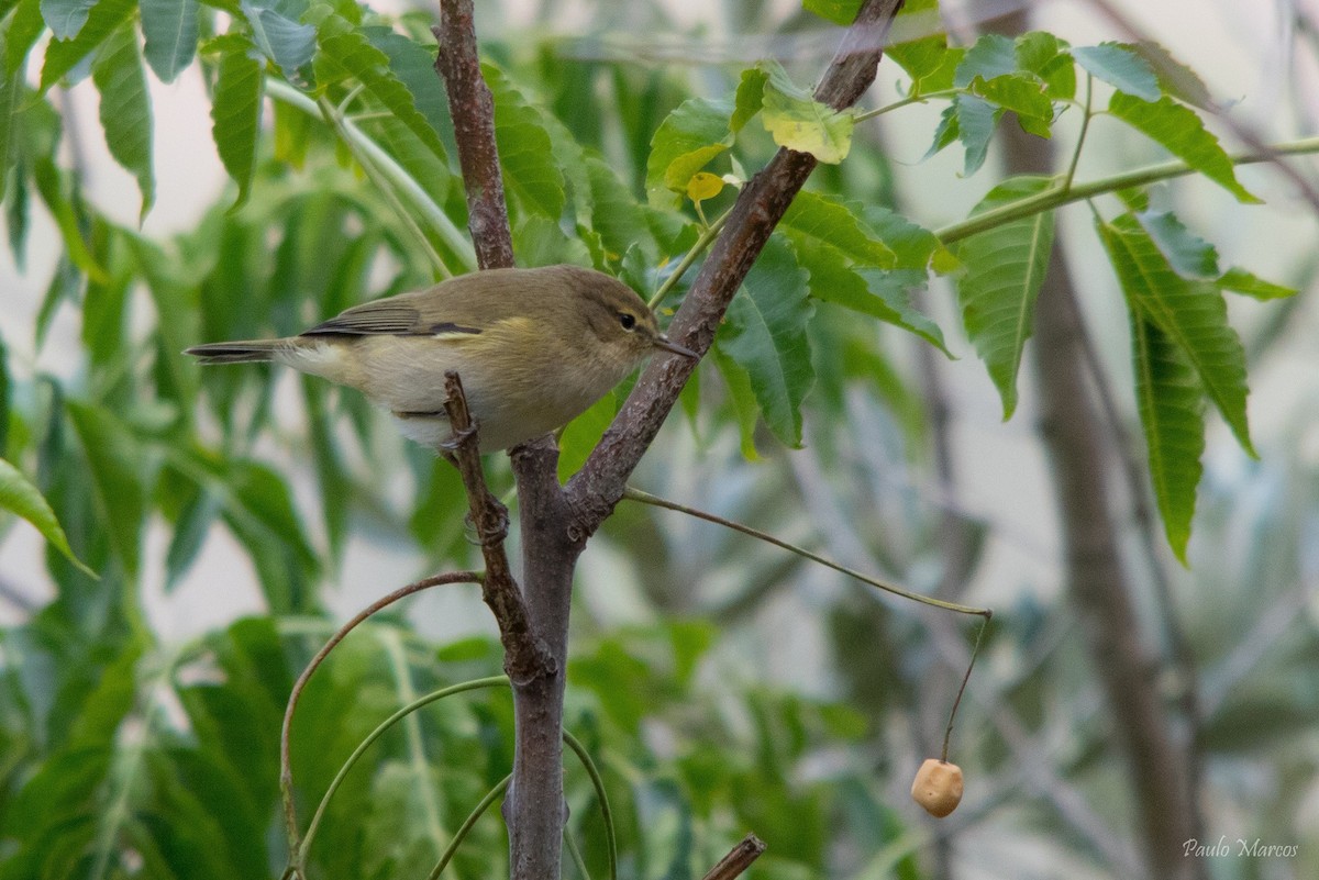 Common Chiffchaff - ML75949241