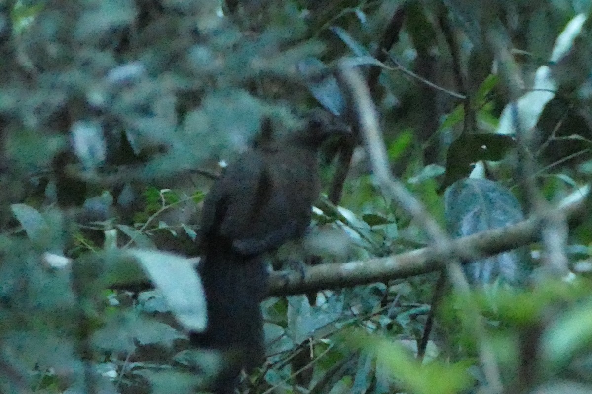 Red-breasted Coua - ML75949381