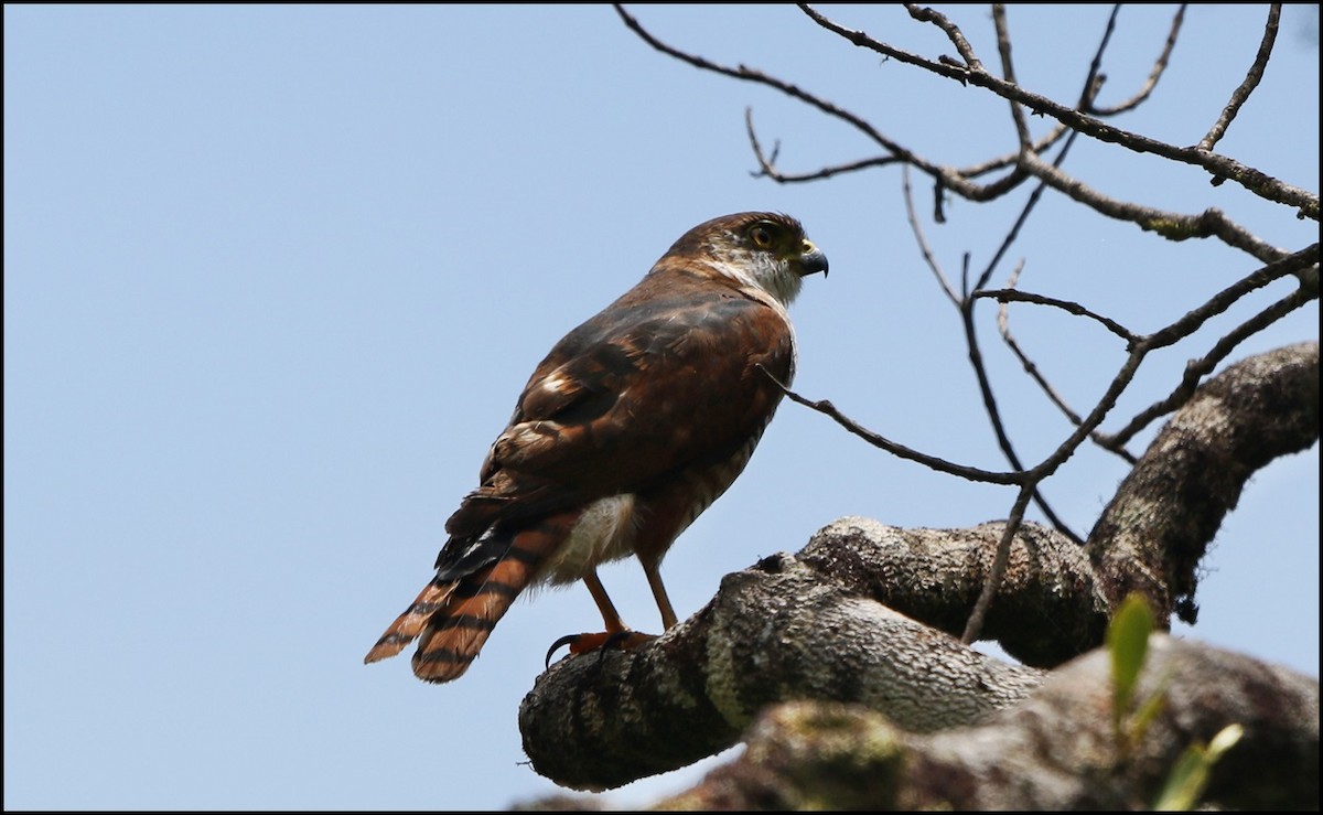 Semicollared Hawk - Tom Pavlik