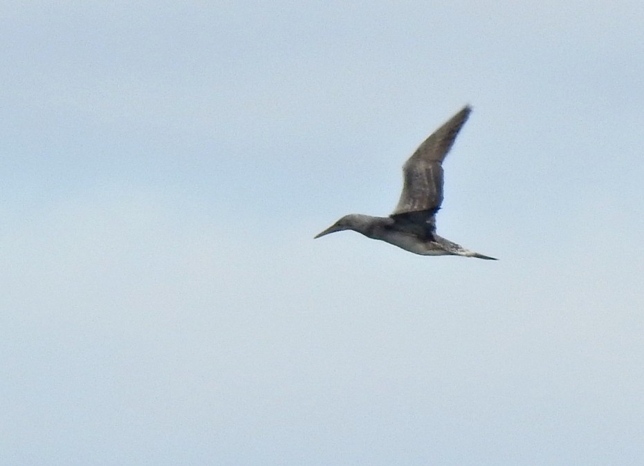 Northern Gannet - ML75951211